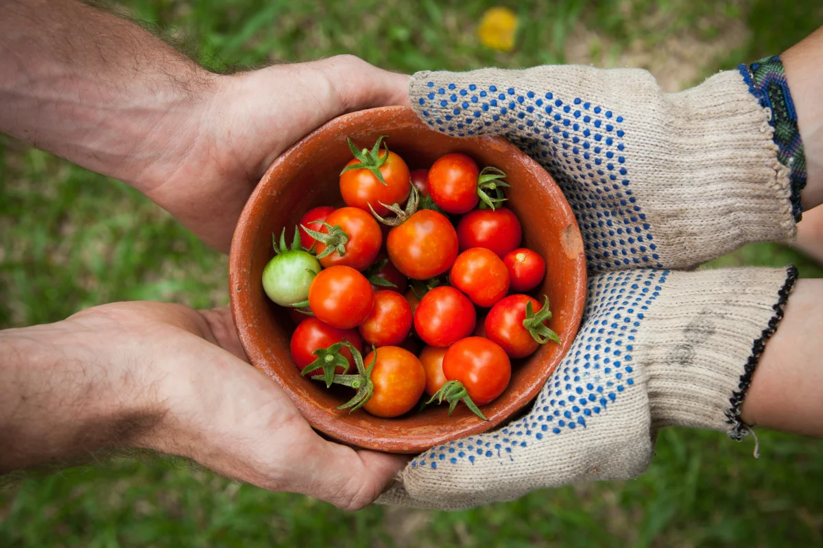 Organic farm fields — Quality Guarantee